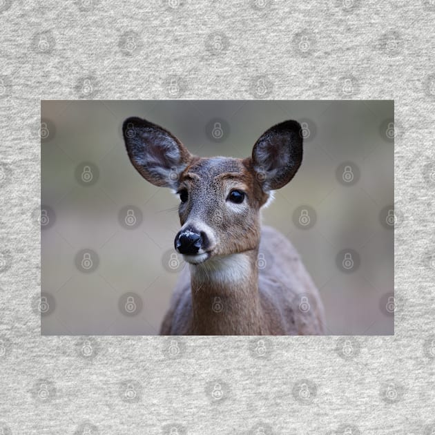 So forlorn - White-tailed Deer by Jim Cumming